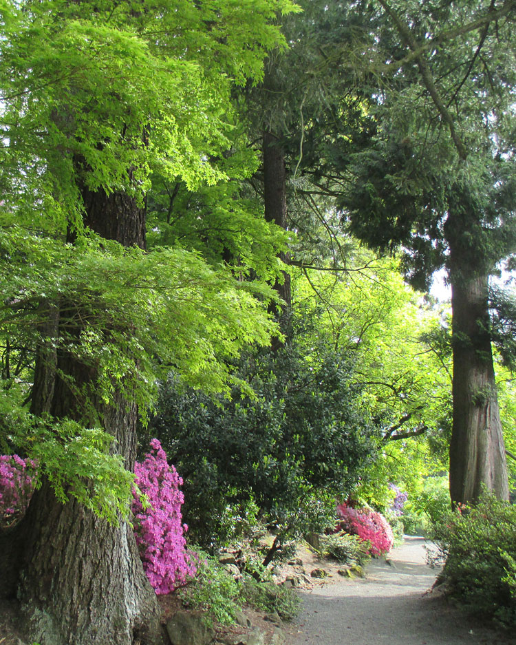 pathway with spring trees