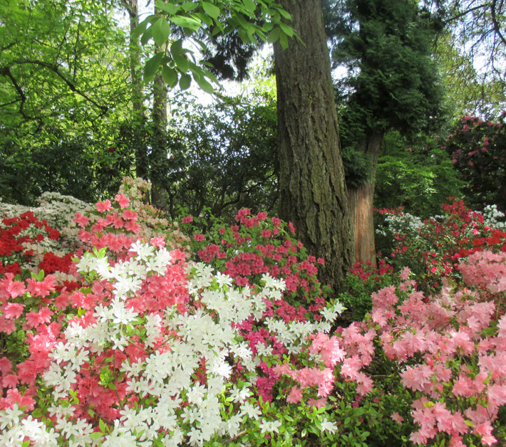 forest with spring flowers