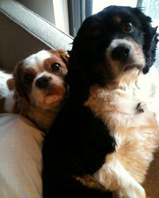 Freddy and Lady Pantaliano